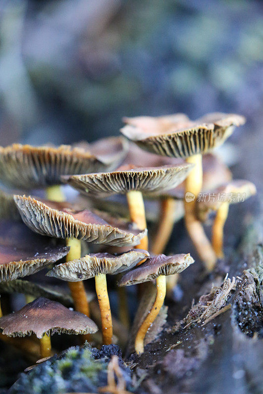 色彩缤纷的蘑菇/真菌从一个死亡的倒下的树枝发芽显示他们的微妙和复杂的鳃形成